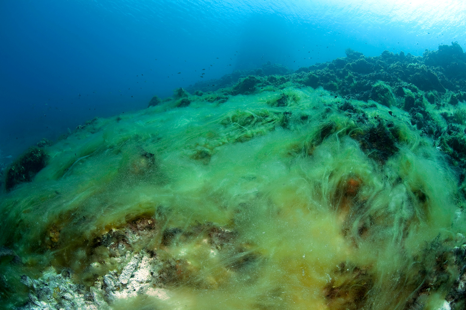 加勒比海的珊瑚礁上长满了大型藻类。图片来源:imageBROKER / Alamy Stock PhotoCR6K14
