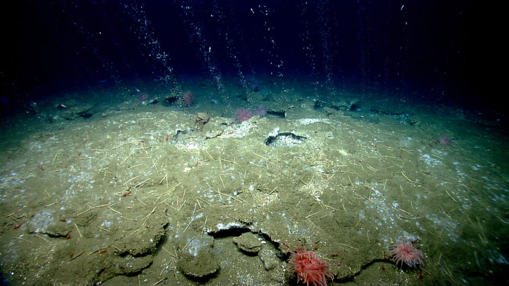 甲烷气泡在寒冷的渗水地点上升。在华盛顿峡谷北部的维吉尼亚近海海床上，甲烷气泡从沉积物中涌出。透过渗漏区及渗漏区边缘，可看到有刺虫、海葵、细菌垫、斑虾及大红蟹(Chaceon quinquedens)。资料来源:美国国家海洋和大气管理局OKEANOS探索者计划，2013年ROV测试和现场试验