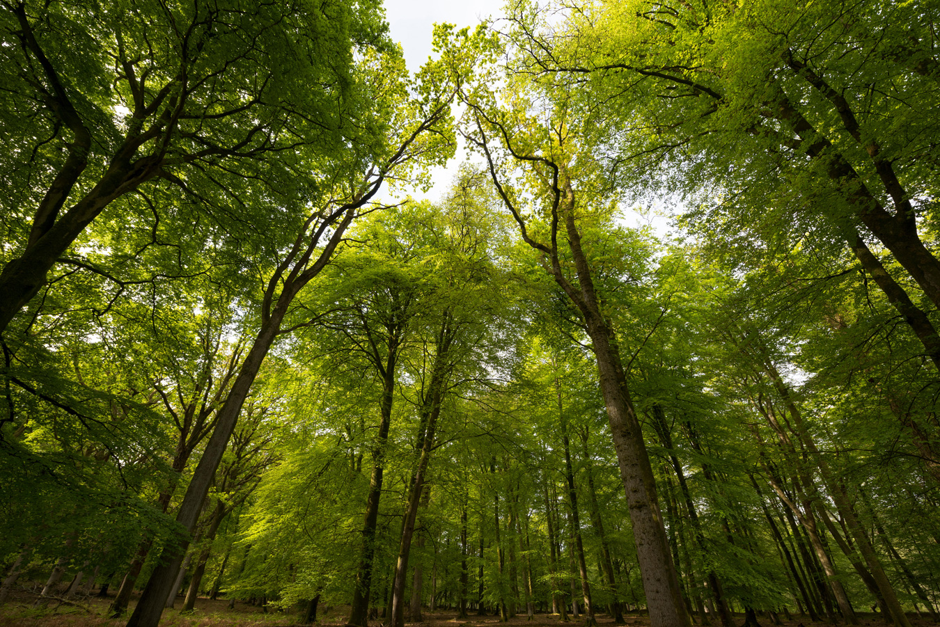 英国汉普郡新森林的山毛榉树林。来源:Brian Fairbrother / Alamy Stock Photo。