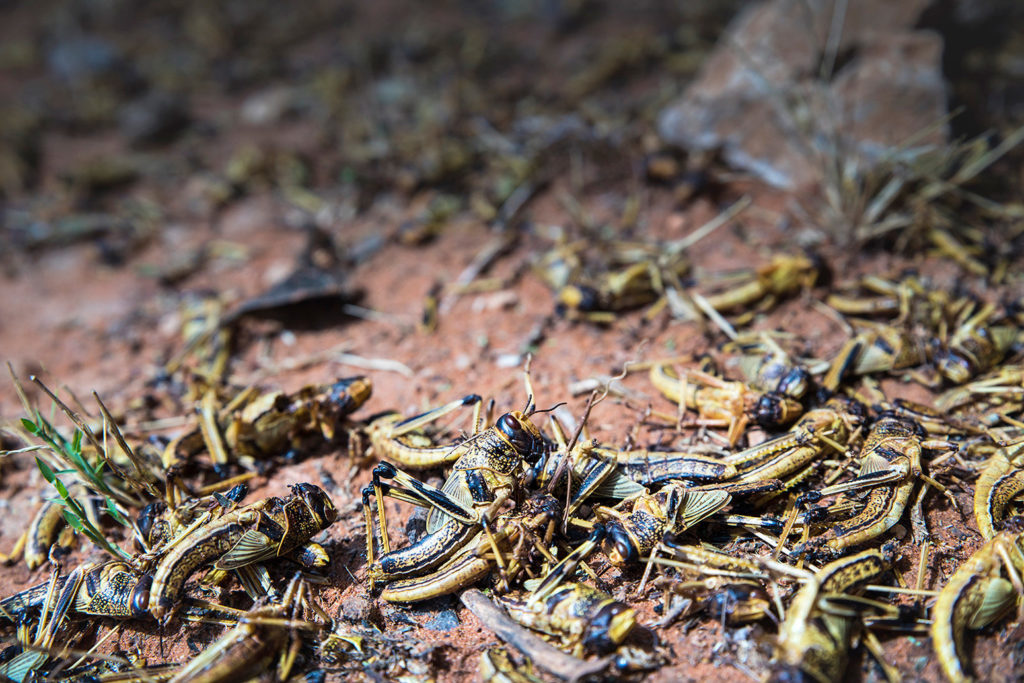 Shilabo周围的蝗虫入侵的影响,加登,索马里地区在埃塞俄比亚。许多蝗虫都死于喷涂。埃塞俄比亚、Shilabo、2019年12月