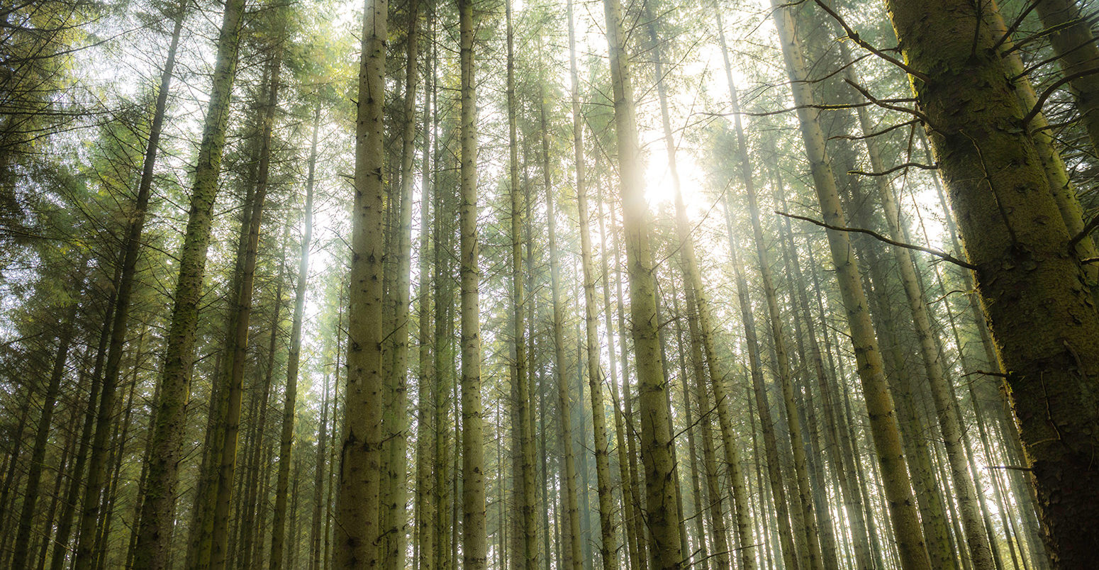 阳光透过树木在迪纳斯森林，木材种植园，庞特维，塞里吉安，威尔士英国