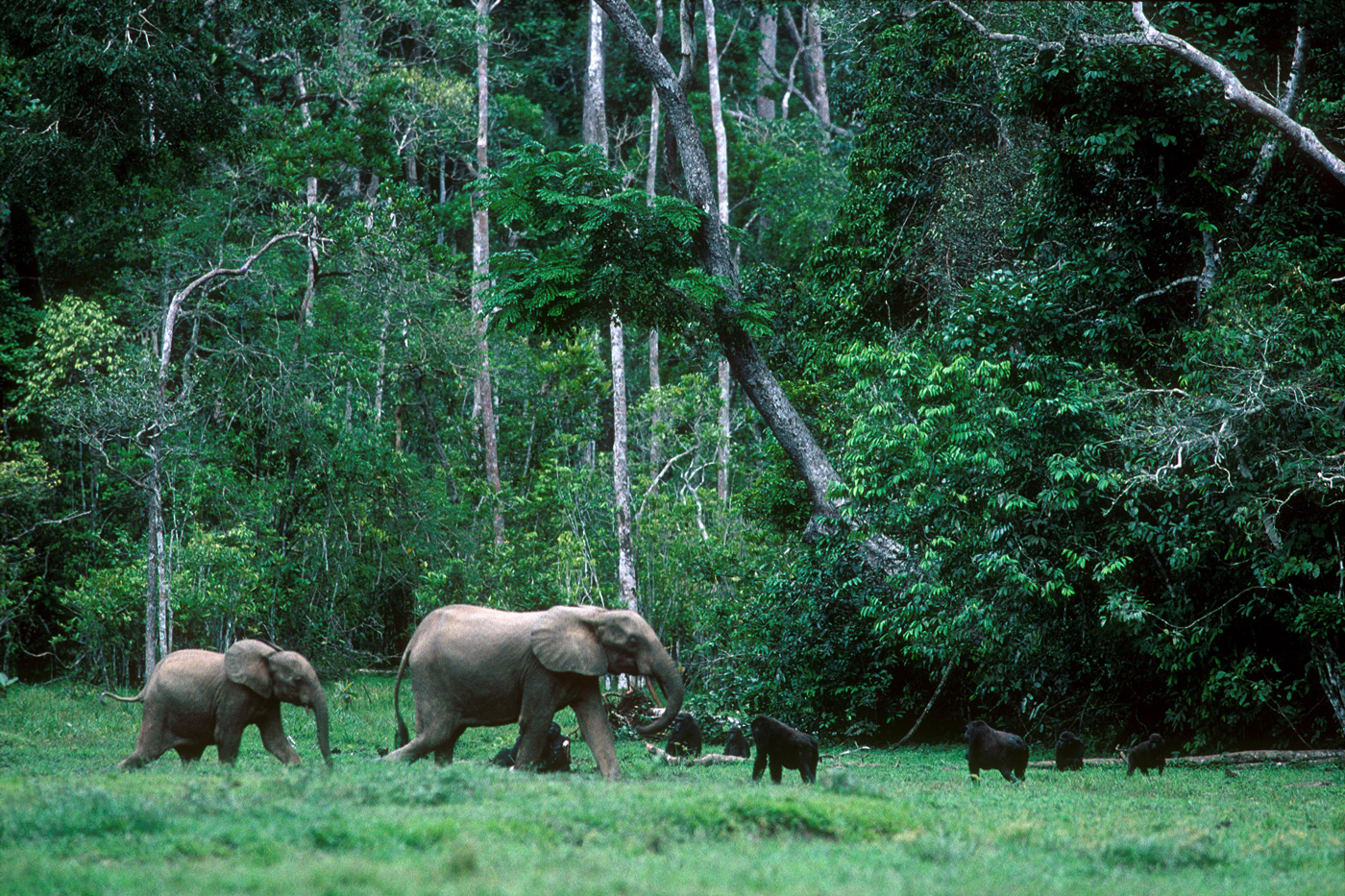 西部低地大猩猩和森林象在热带雨林的空地上，奥扎拉NP，刚果共和国