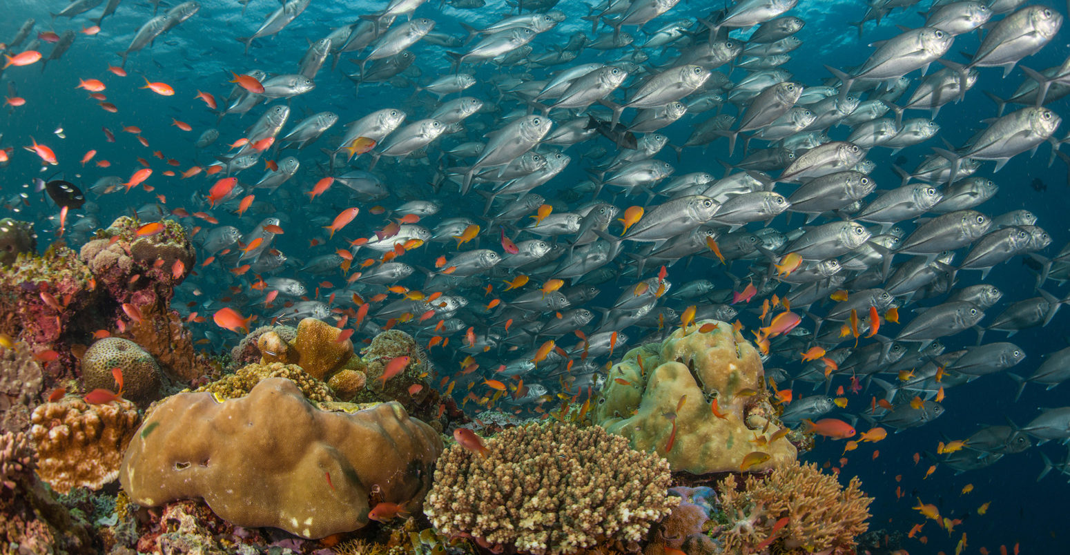 马来西亚籍婆罗洲沙巴州的一群大眼鱼、珊瑚礁鱼和橘花鱼。资料来源:Christian Loader / Alamy Stock Photo