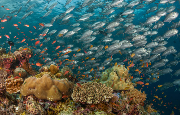 沙巴，马来西亚婆罗洲，成群的大眼鲹，珊瑚礁和橘色anthia鱼。图片来源:Christian Loader / Alamy Stock Photo