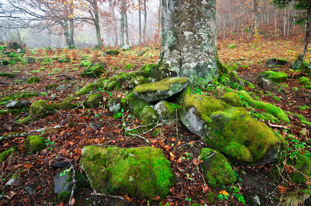 有苔藓山毛榉树的根的森林土壤。资料来源:Pablo Scapinachis Armstrong / Alamy Stock Photo