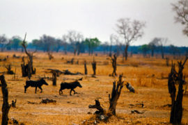 干旱Hilapgwa山谷,赞比亚。信贷:艺术导演和旅行除股票的照片