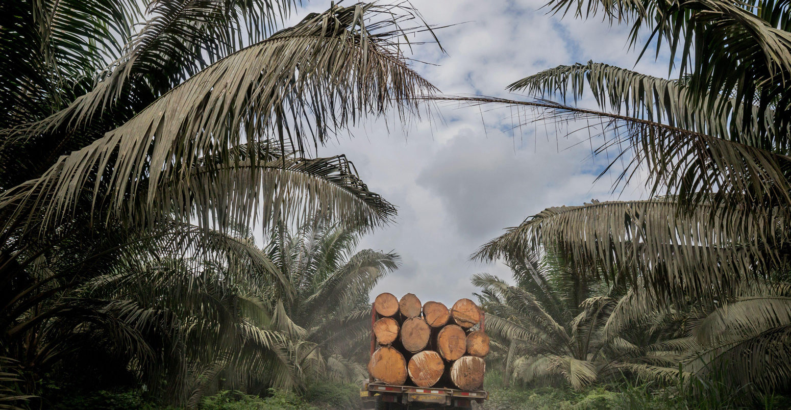 厄瓜多尔Choco Esmeraldas的棕榈油作物和森林砍伐。信用：自然图片库/ alamy股票照片