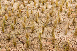干燥和破裂的米领域在收获以后在冬天，泰国。