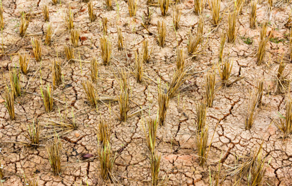 泰国冬季收获后干燥和破裂的稻田。