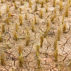 泰国，冬季收获后干裂的稻田。