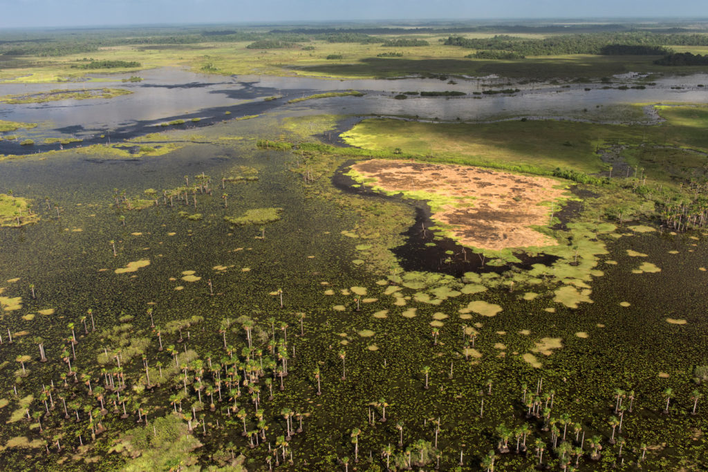 南美洲圭亚那Mahaica Miconi Abari的Abari沼泽湿地。资料来源:自然图片库/ Alamy Stock Photo K2DA76