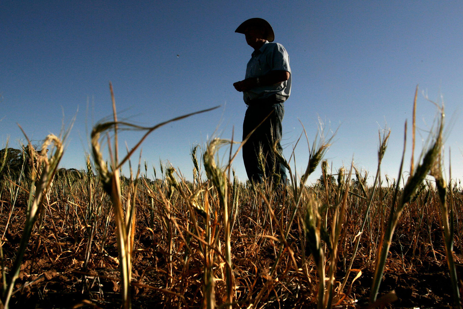 Farmer-stands-over-his-failed-wheat-crop-on-his-farm-near-the-town-of-West-Wyalong-Australia