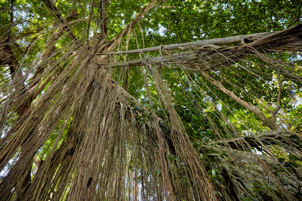 Banyan树空中根在神圣的猴子森林圣所，巴厘岛