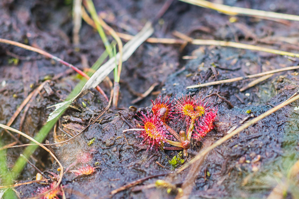 Sundew Drosera，一棵红色食肉植物在泥炭沼泽。
