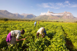 马拉维工人在穆兰杰山下的大豆地里辛勤劳作。