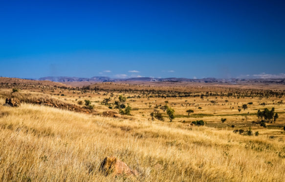 马达加斯加干燥的草原