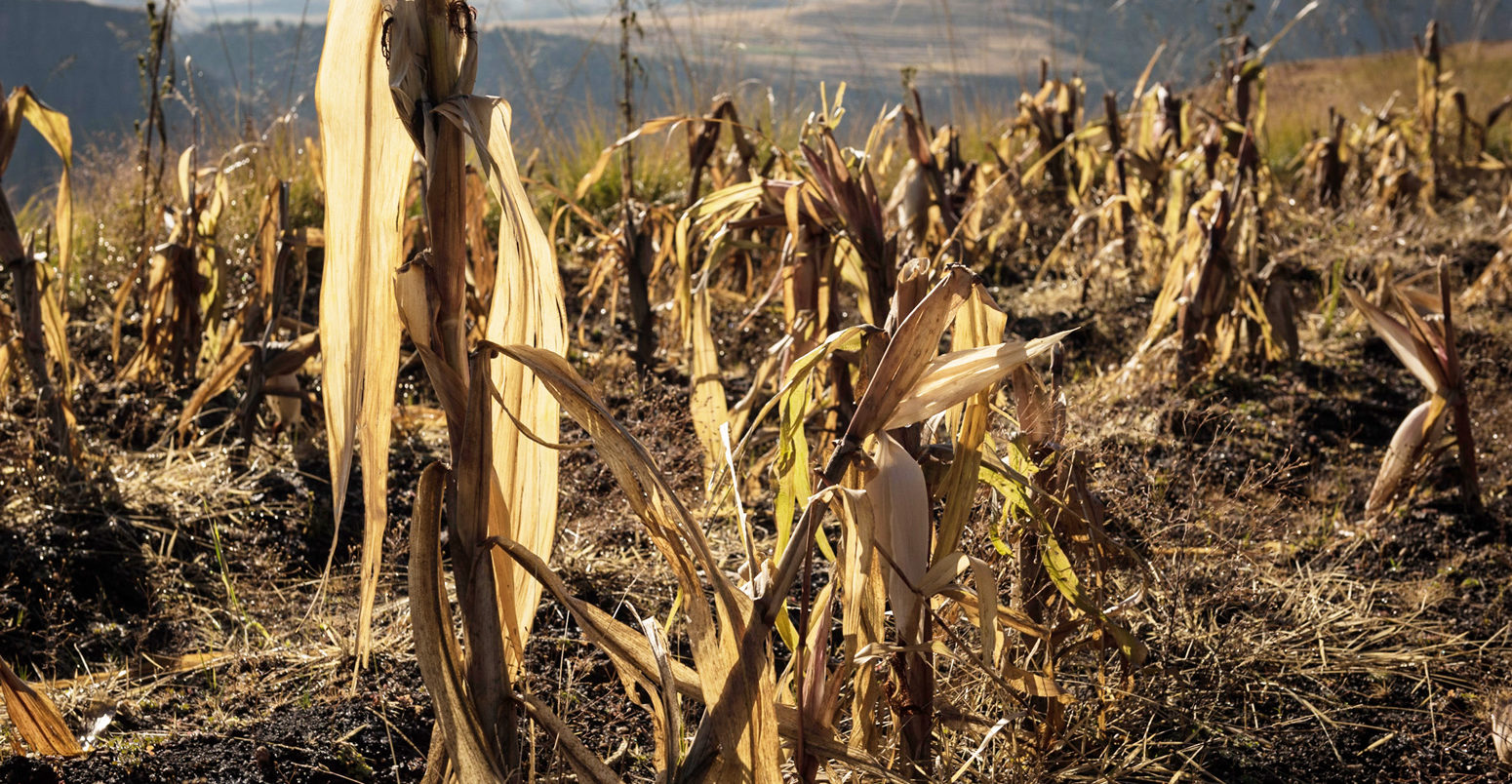 Maize-is-the-staple-diet-in-Lesotho, -which-suffers-from-regular-bouts-of-food-insecurity_