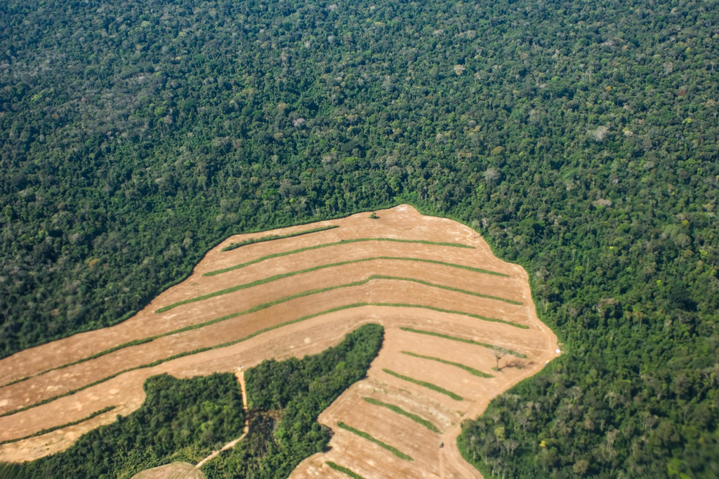 巴西雨林地区生长大豆的新清关土地