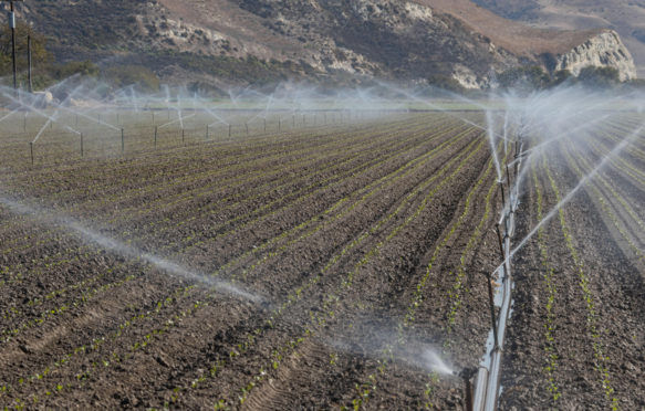 洒水的行 - 灌溉 - 灌溉 - 新播种和种植的大豆，在野外in-in-california