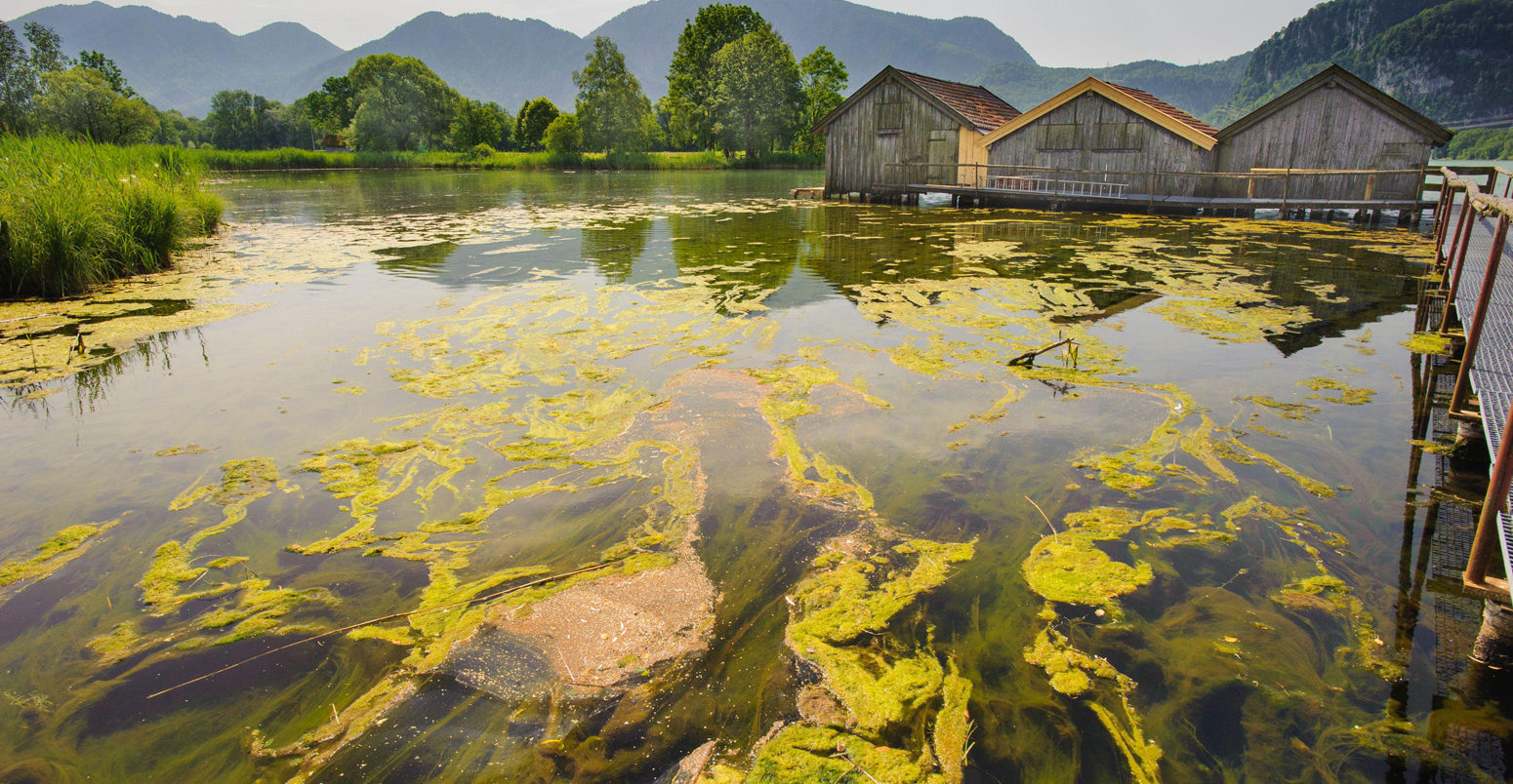 藻华湖Kochelsee在巴伐利亚