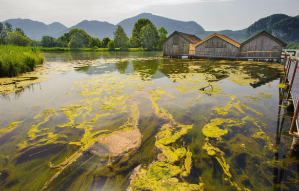 藻类绽放在巴伐利亚湖Kochelsee