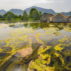 巴伐利亚州Kochelsee湖的藻类疯长