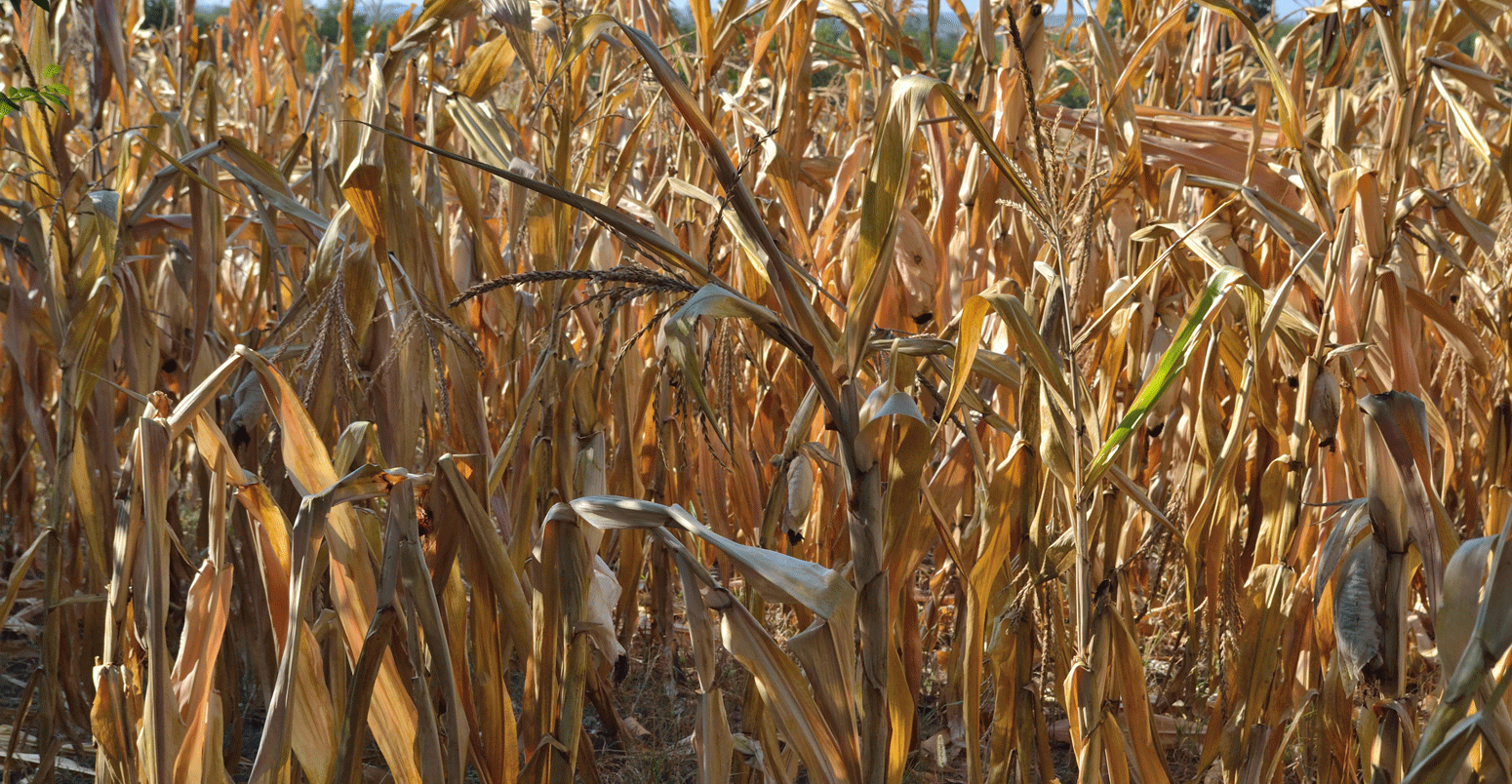 干玉米植物和玉米棒子在领域在塞尔维亚，东欧