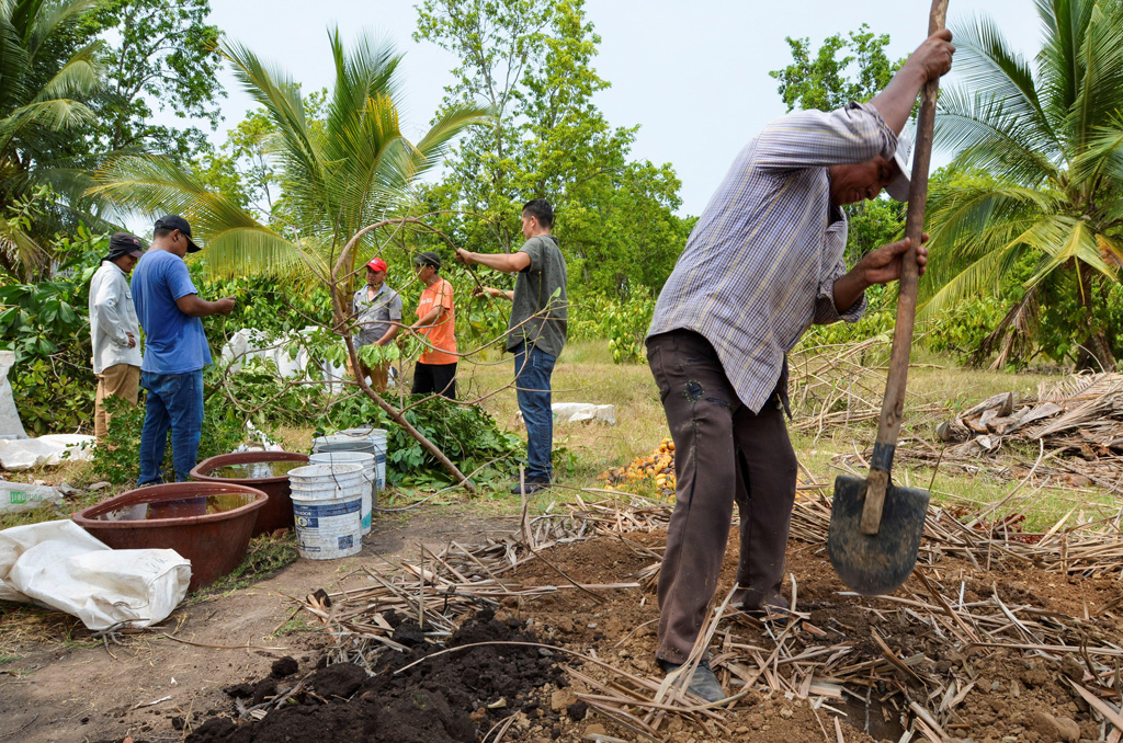 中美洲移民为植物制造肥料，这是Sembrando Vida项目的一部分