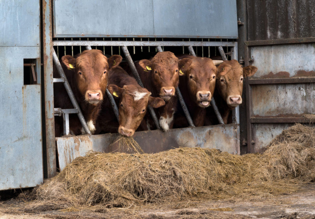 在哺养在干草的谷仓的豪华轿车牛肉牛，Selside英国
