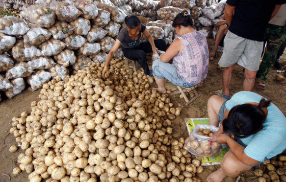 在中国河北省保定市附近的一个市场里，妇女们正在挑选准备包装的土豆。图片来源:路透社/ Alamy Stock Photo。