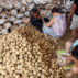 中国河北省保定市附近的一个市场上，妇女们正在为包装土豆分类。信贷：路透社/阿拉米股票照片。