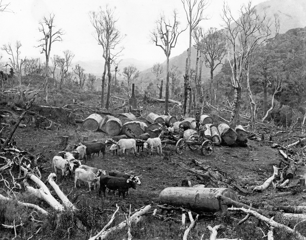 布洛克团队载运贝壳杉登录新新西兰贝壳杉森林,大约1900年