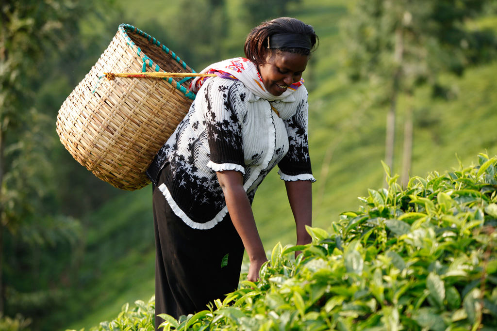 肯尼亚采茶农民