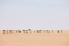 开放的、平坦的沙漠,与遥远的金合欢树在西撒哈拉,北Africa_ D0DHKC