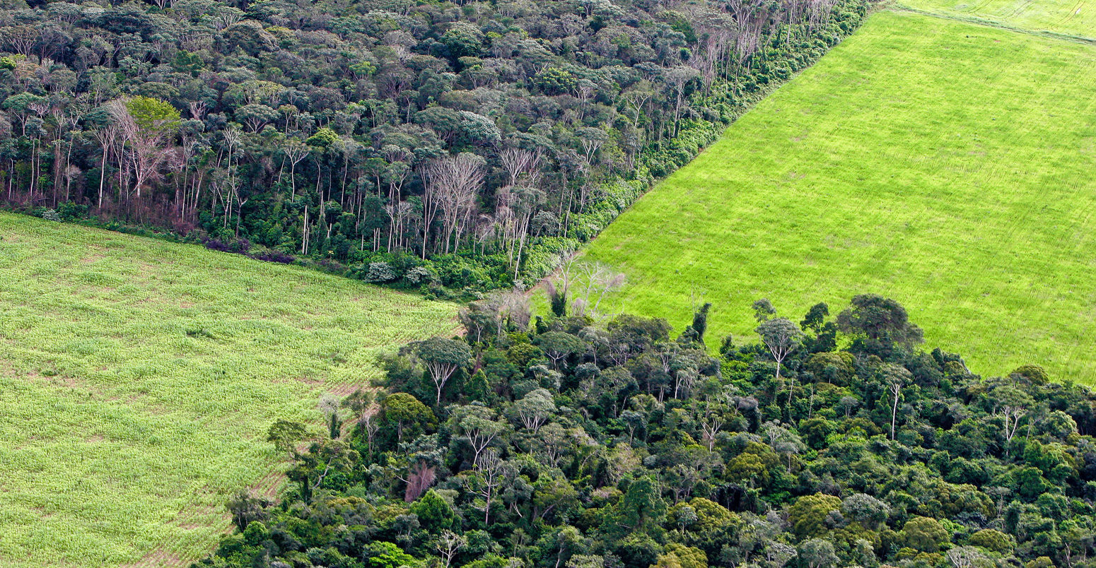 在亚马逊雨林,巴西大豆种植园