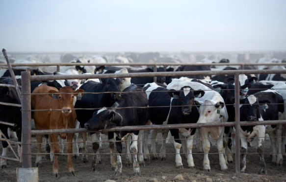 科罗拉多州的洛矶福特饲养场的30,000牛搅动了一团灰尘