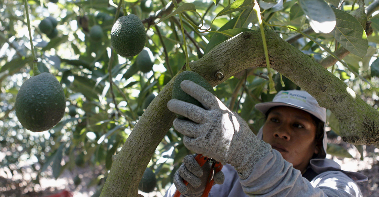 农场工人挑选鳄梨从Hoja Redonda Chincha种植园,Peru_