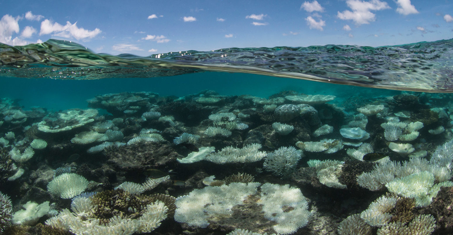 马尔代夫中的珊瑚漂白