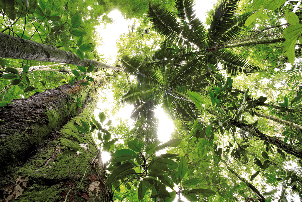 在拉塞尔弗生物站雨林树冠层,Sarapiqui,哥斯达黎加
