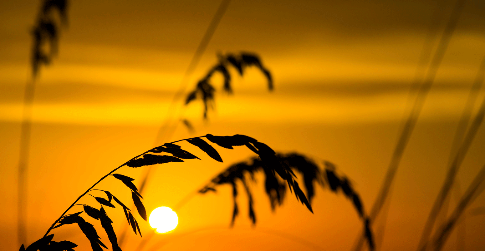 海燕麦和草在日落时分在沙滩上