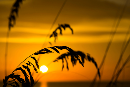 日落时海滩的海燕麦和草