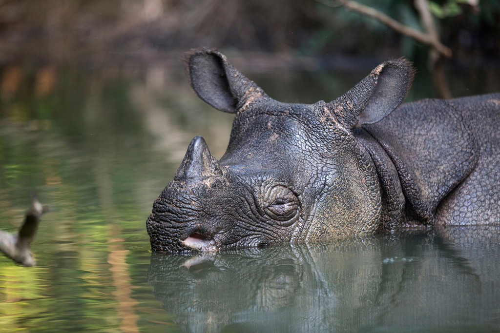 印度尼西亚Ujung Kulon国家公园的一条河中的Javan Rhinoceros