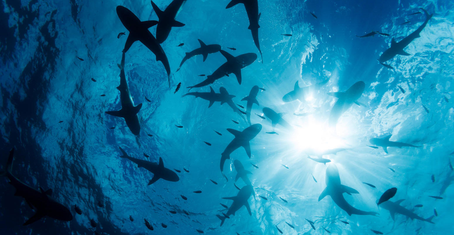 灰礁鲨(carcharhinus amblyrhynchos)学校表面该岛的狂吠,密克罗尼西亚。信贷:大卫Fleetham除股票的照片。