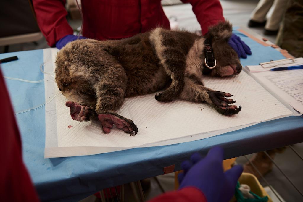 一个受伤的考拉的烧山火的爪子受伤接受治疗一个临时帐篷在袋鼠岛野生动物中心,澳大利亚,2020年1月15日。