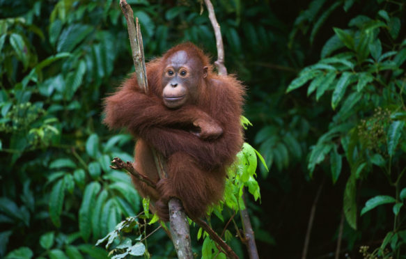 年轻的猩猩坐在一棵树,印度尼西亚婆罗洲。