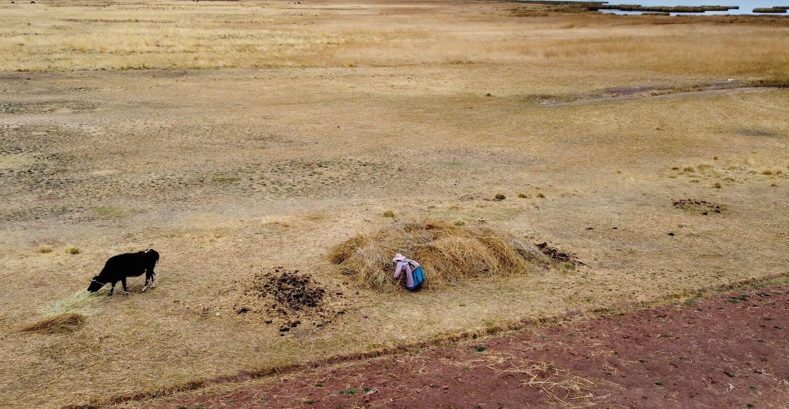 一个女人在Tihuanacu收集干草,玻利维亚,在2022年的干旱。