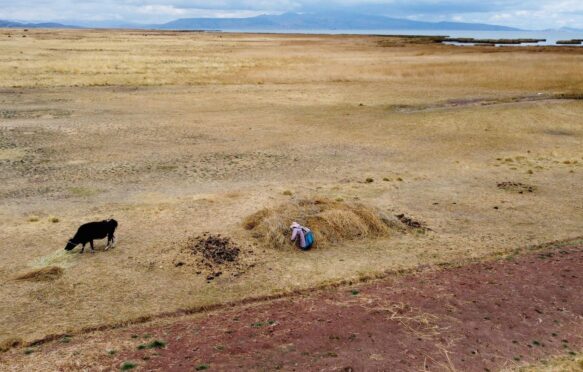 一个女人在Tihuanacu收集干草,玻利维亚,在2022年的干旱。