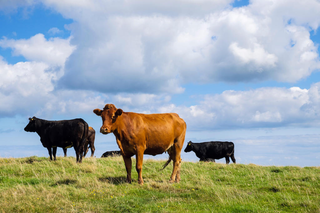 群黑色和棕色散养奶牛在夏末在安格尔西岛,英国威尔士