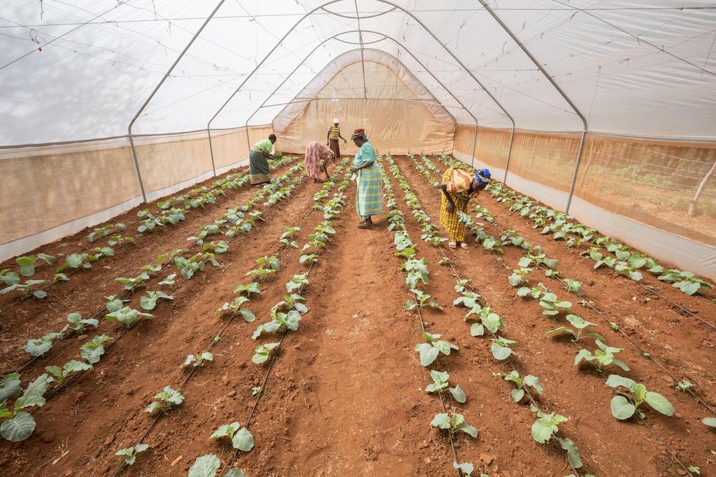 女性成员的合作农场绿色蔬菜温室Makueni县,肯尼亚,东非。