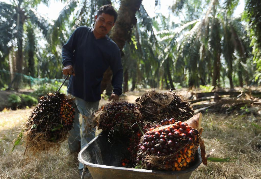 工人将新鲜水果串油棕装载到一辆手推车在收获一个棕榈油种植园在雪兰莪州,马来西亚。